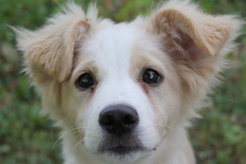 Adorabile Cookie adottata!